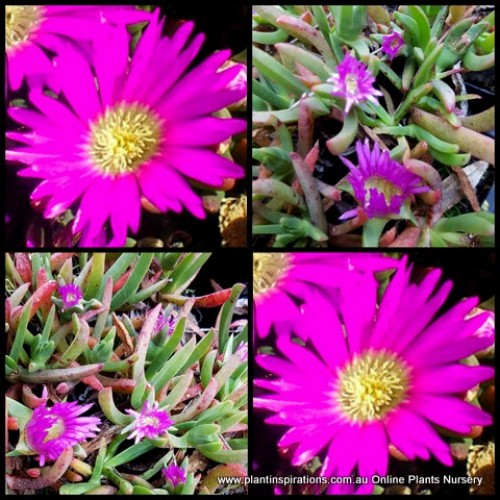 Pigface Passion Pink x 1 Plant Flowering Ground Cover Succulents Very Hardy Rockery Garden Pig Face Drought Frost Carpobrotus rossii